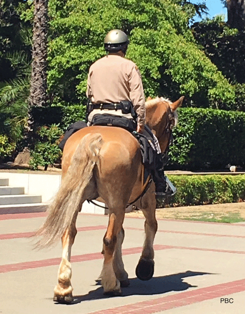 Mounted Police Capitol Building Sacramento
