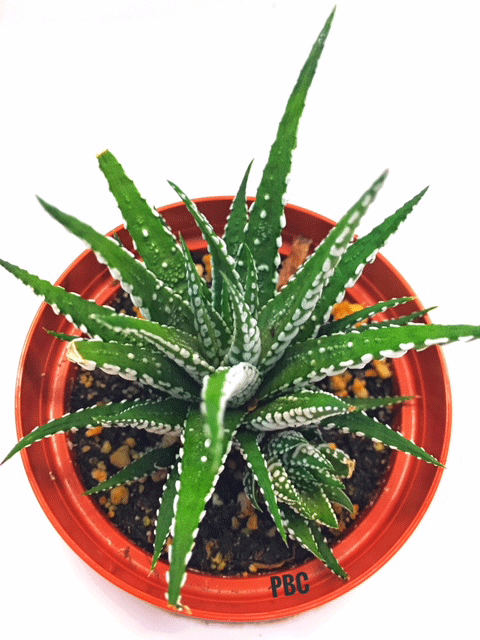 Zebra Cactus (succulent)