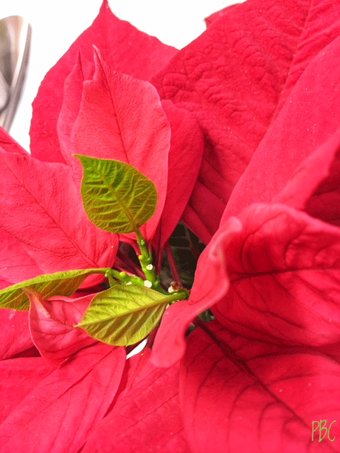 red poinsettia bracket and new green growth.