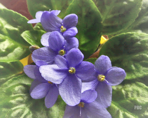 African Violet plant in flower