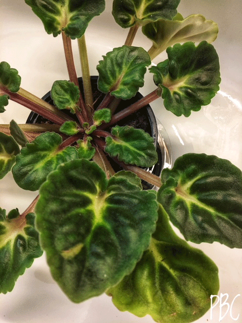 African Violet plant without flowers
