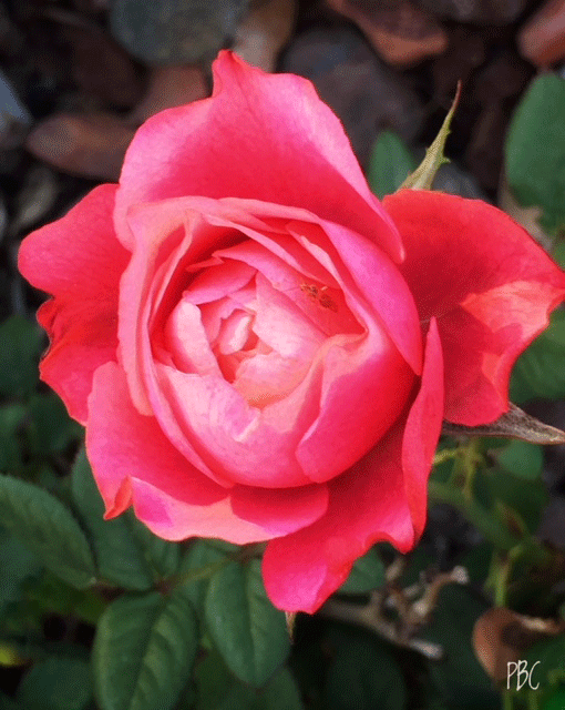Pink minature rose