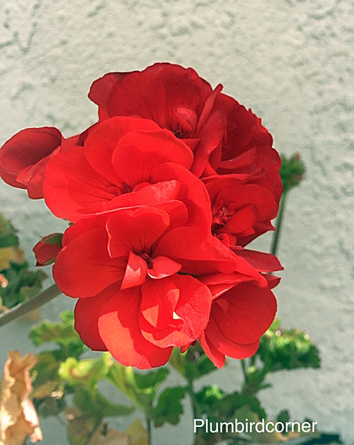 red-orange geranium