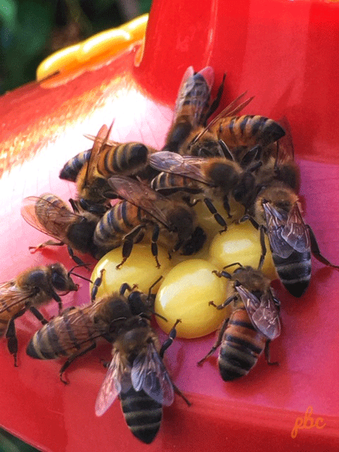 Honey bees on a hummingbird feeder