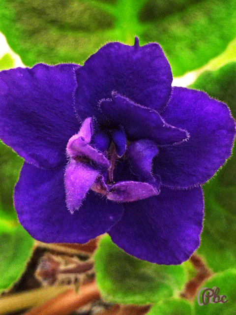 African Violet blossom