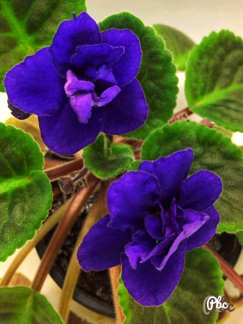 African Violet flowers