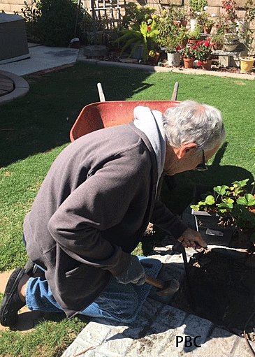 A man crouched down digging a hole in the garden to plant a new Beverly Hill apple tree.