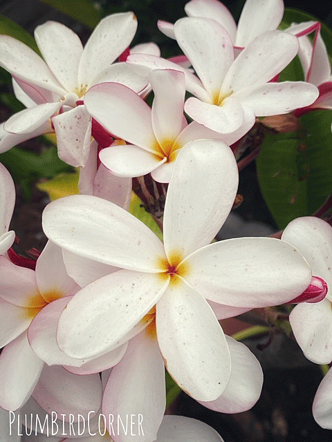 Plumeria blossoms