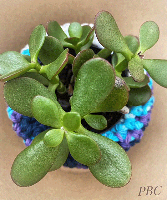 Miniature Jade Plant