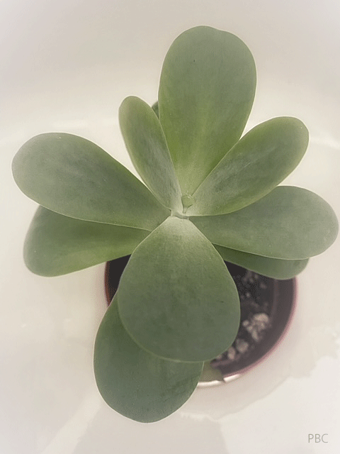 Kalanchoe Thyrsiflora from above. Close up of leaves