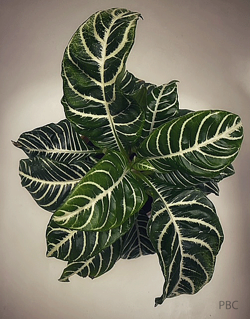 Zebra Plant
