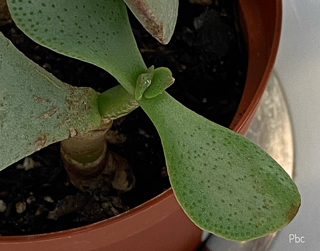 Silver Dollar Jade Plant Plum Bird Corner