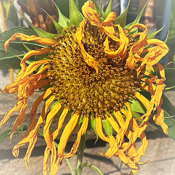 sunflower drying at the end of the season 