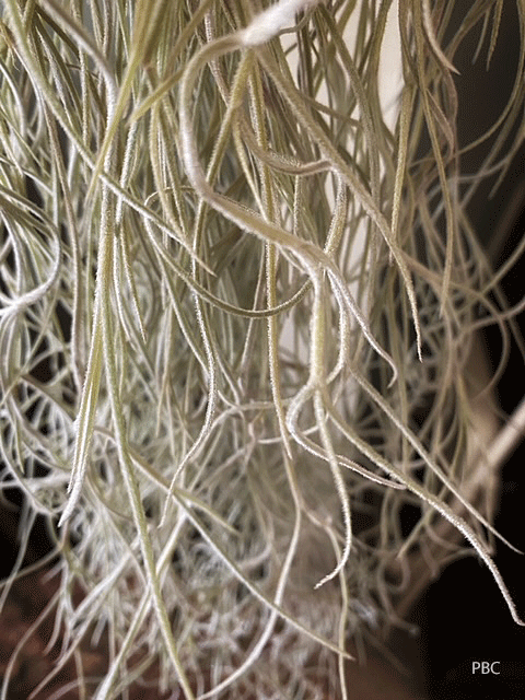 A close up of Spanish Moss